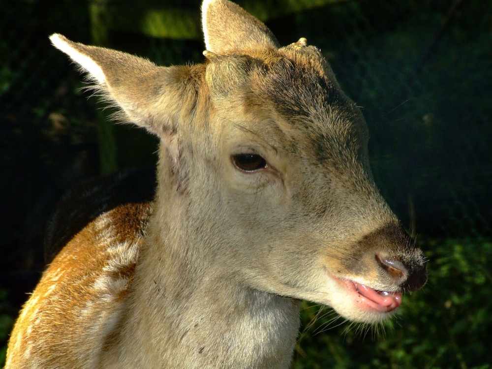 Young fallow deer