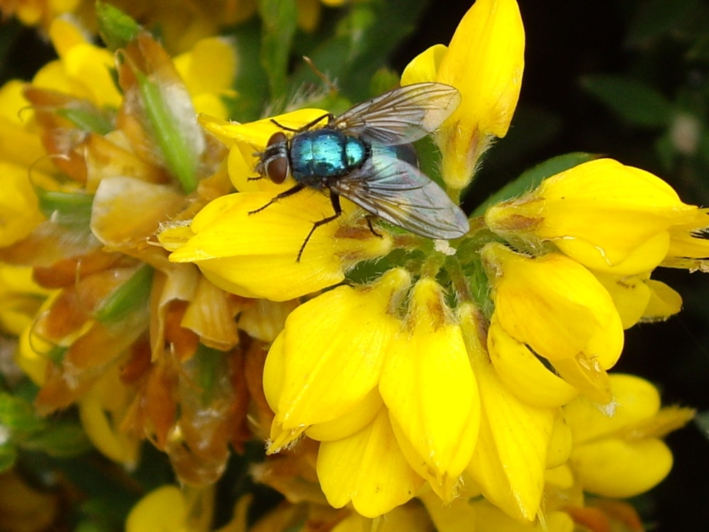 Photograph of Fly on a flower at Croome Park