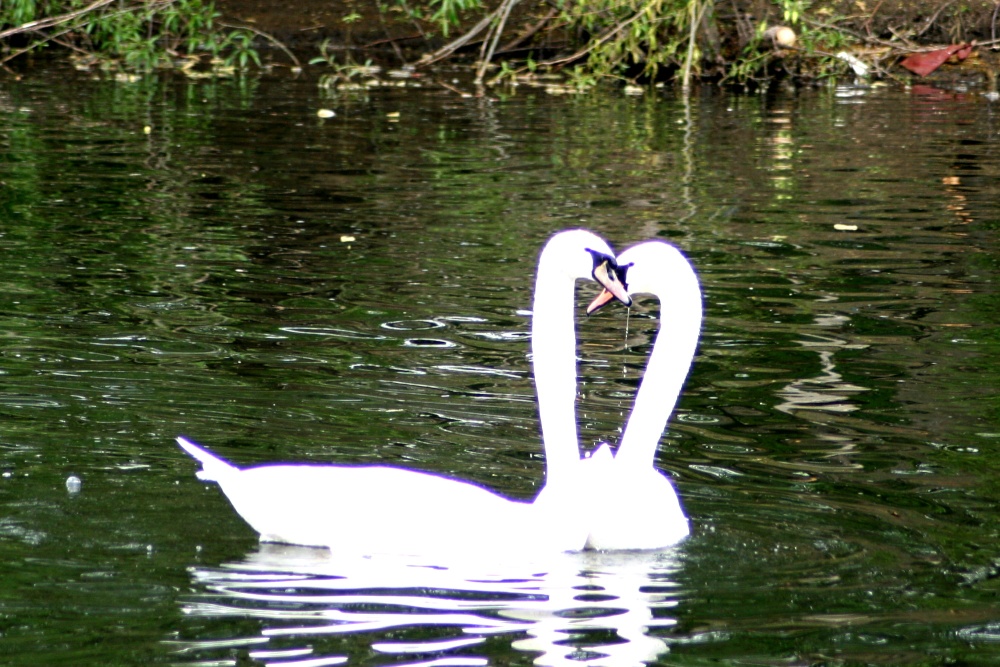 Courting Couple 2