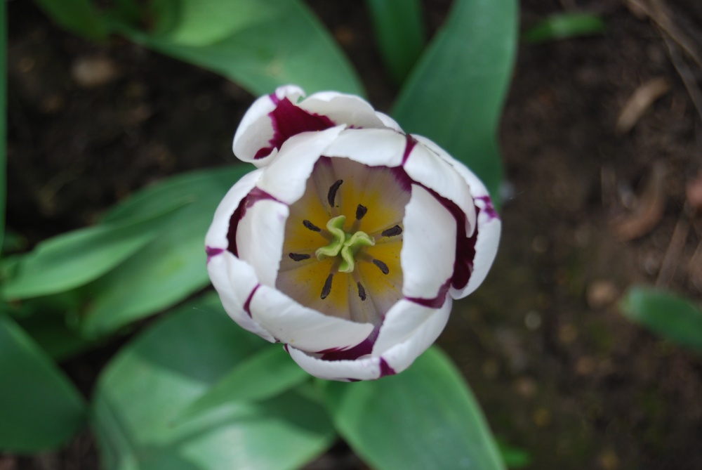 Flower closeup