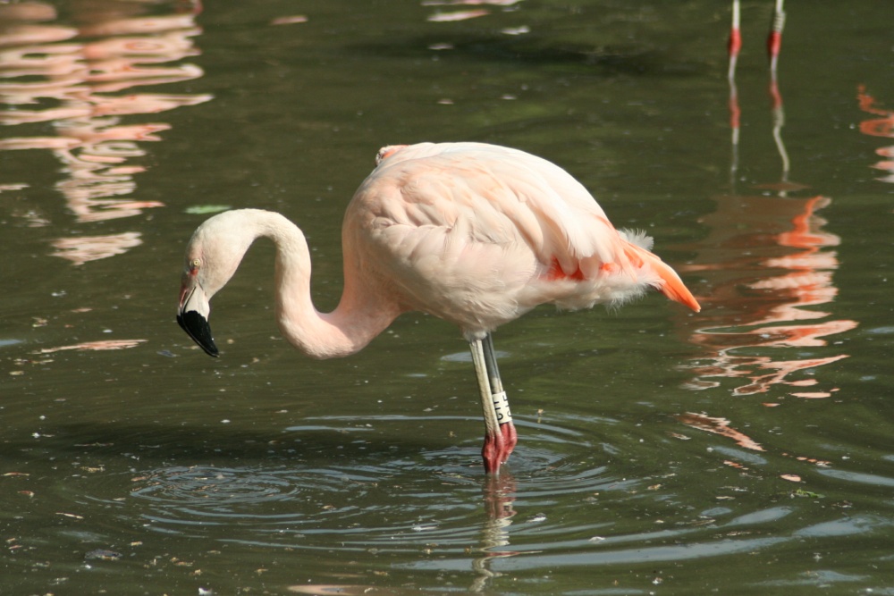 Flamingo's at the Wetland Centre.