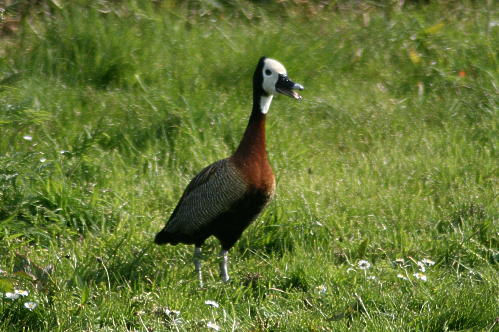 White Faced Whistling Duck.