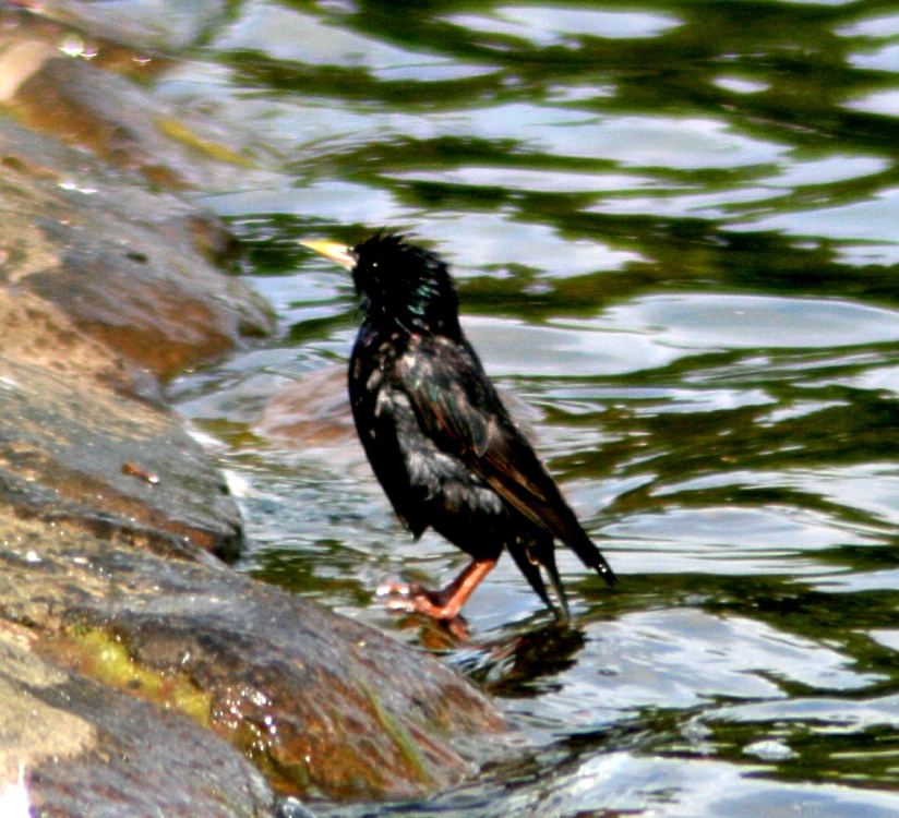 Starling bathing in boating lake, Saltwell Park, Gateshead