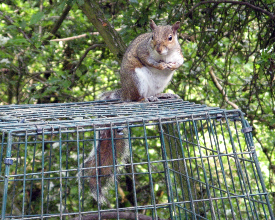 Grey Squirrel on bird feeder as seen from hide at Washington Wetland Centre.