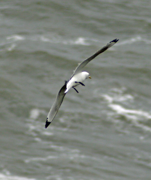 Kittiwake over a windswept north sea.