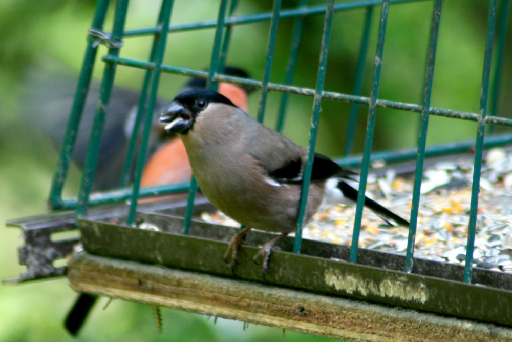 Female Bullfinch seen from nature hide at Washington Wetland Centre.