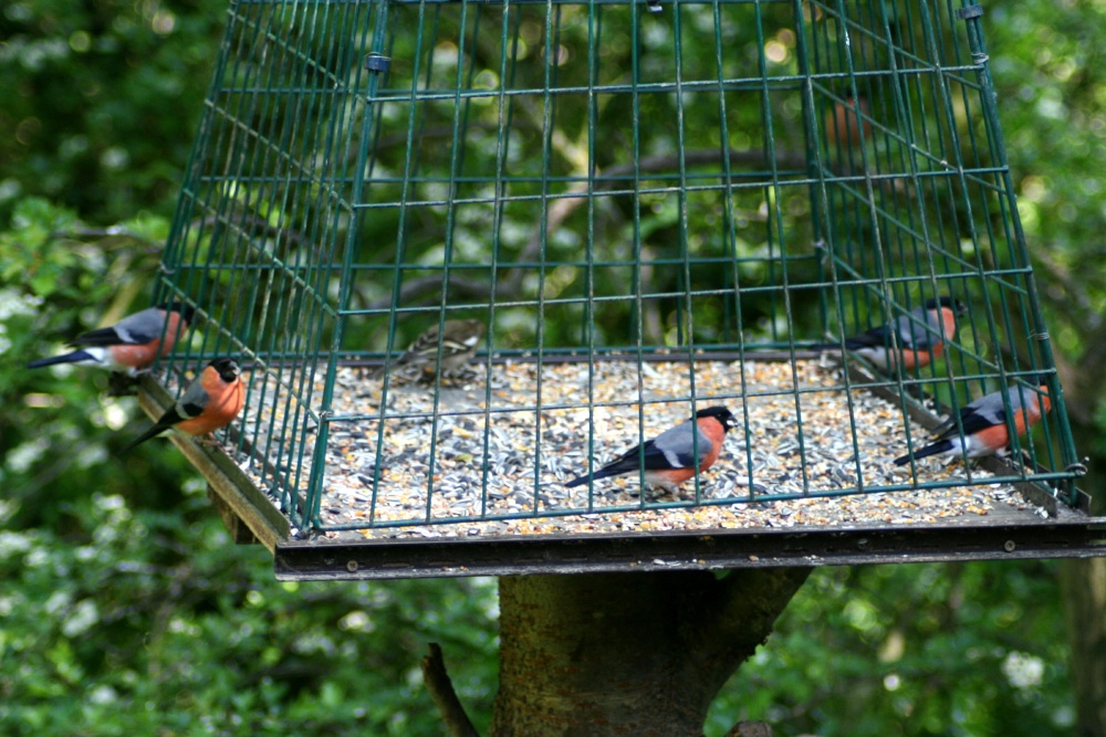 A basket full of Bullfinchs seen from nature hide at Washington Wetland Centre.