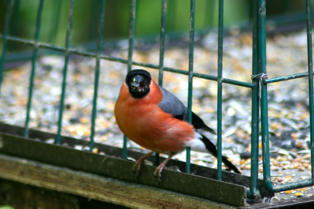 A male Bullfinchs on feeder, seen from nature hide at Washington Wetland Centre.