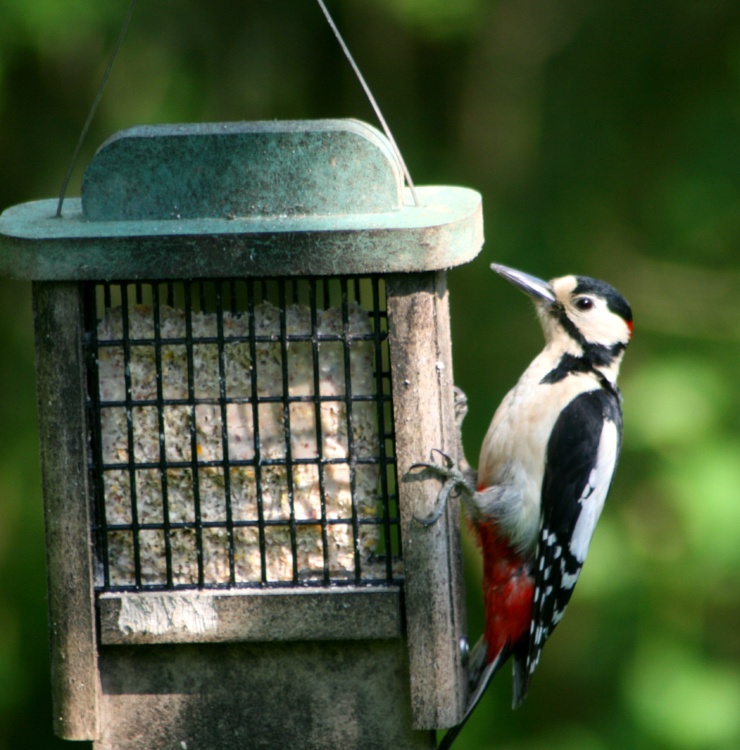 Great Spotted Woodpecker on feeder,  seen from nature hide at Washington Wetland Centre.