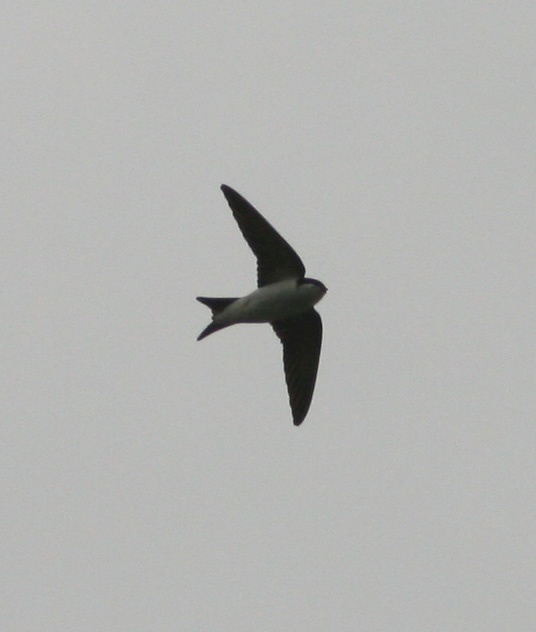 House Martin flying over Herrington Country Park.