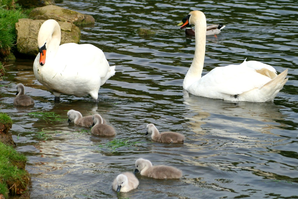 Mute Swan Family.