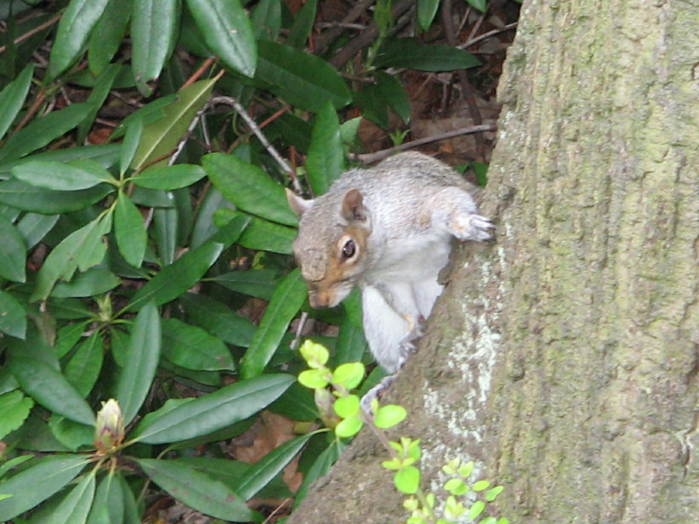 Grey Squirrel in Saltwell Park, Gateshead.