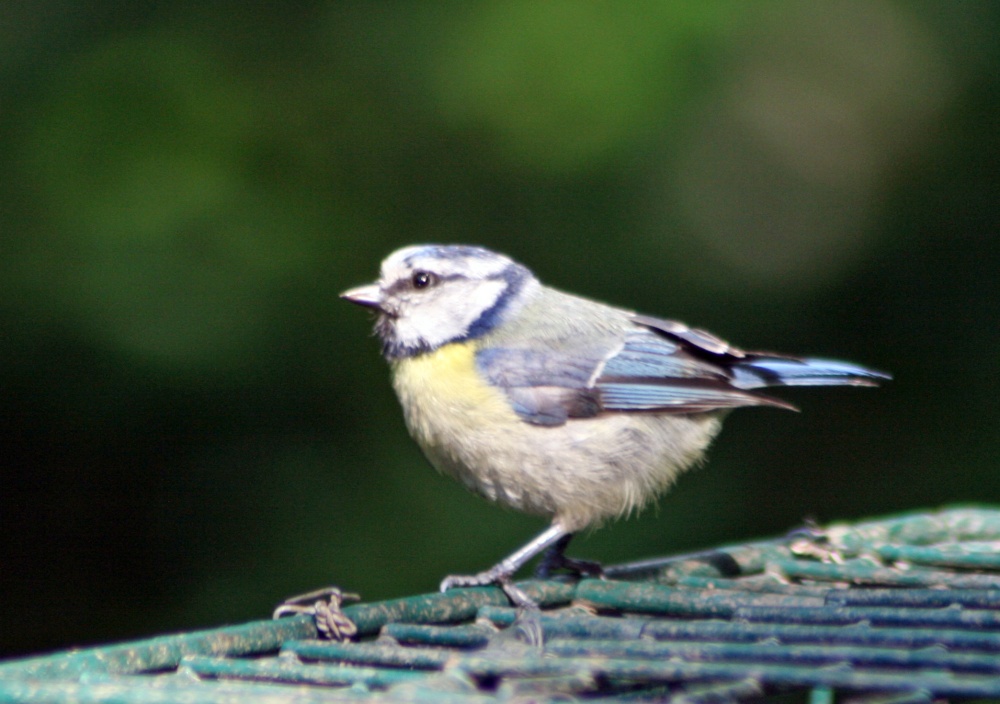 Blue Tit