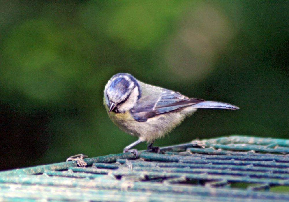 Blue Tit