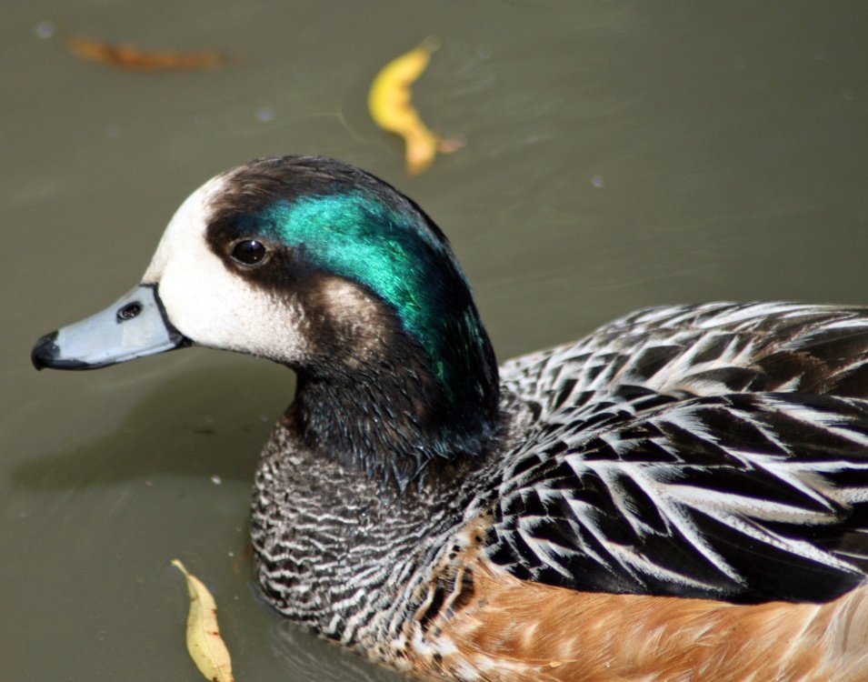 Chiloe Wigeon