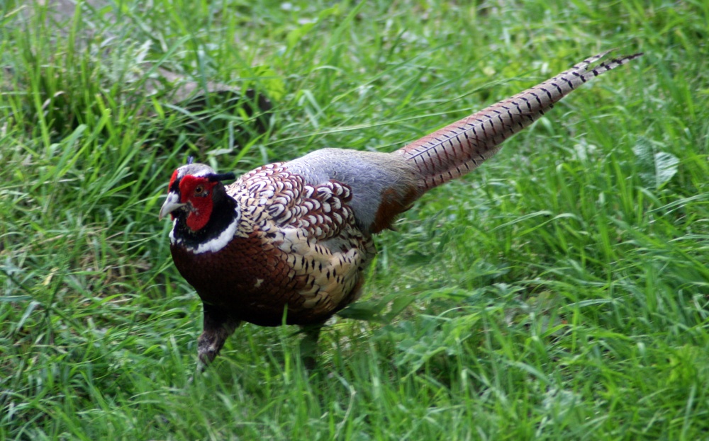 Pheasant Male