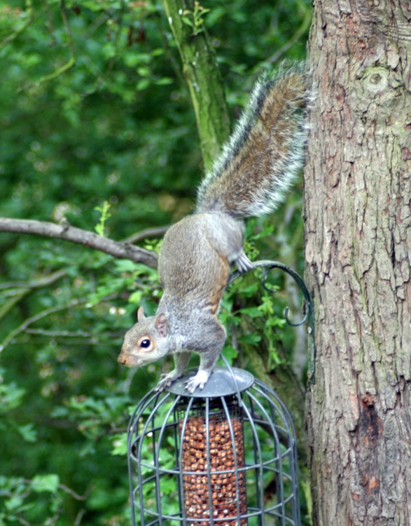 Grey Squirrel