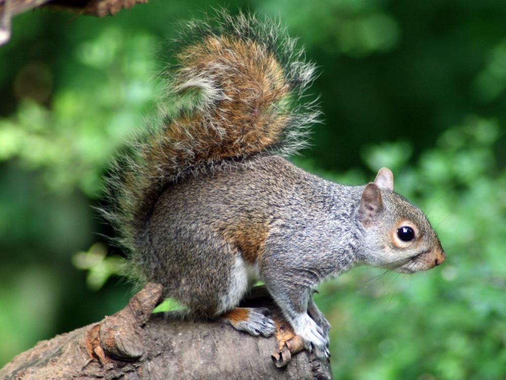 Grey Squirrel