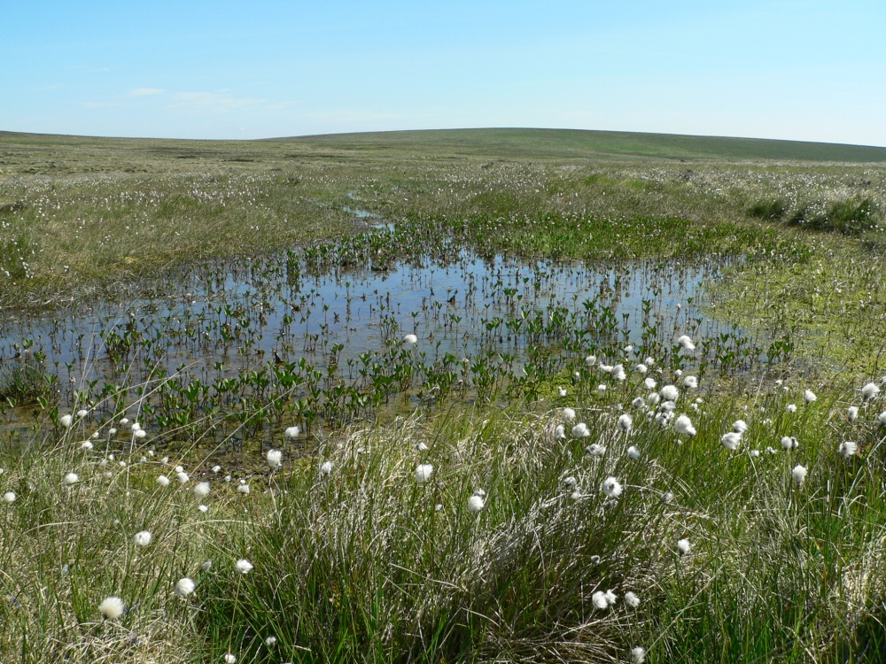 Gallaven Mires On Dartmoor