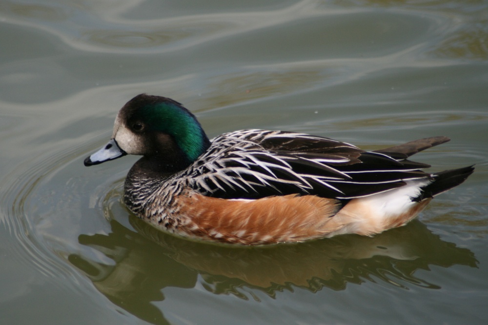 Chiloe Wigeon