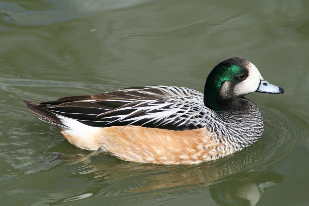 Chiloe Wigeon