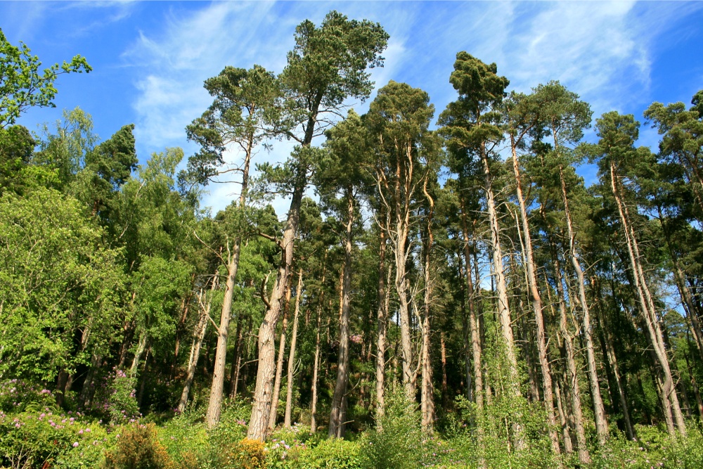 Cragside Estate, nr Rotherbury, Northumberland.