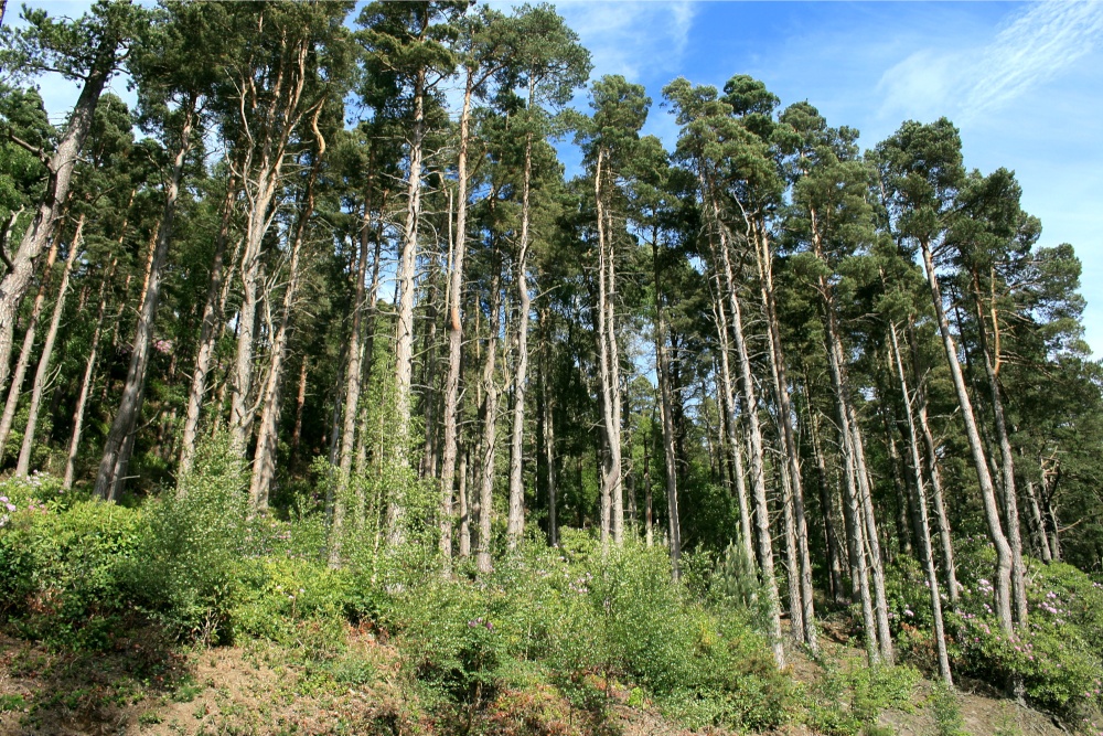 Cragside Estate, nr Rotherbury, Northumberland.