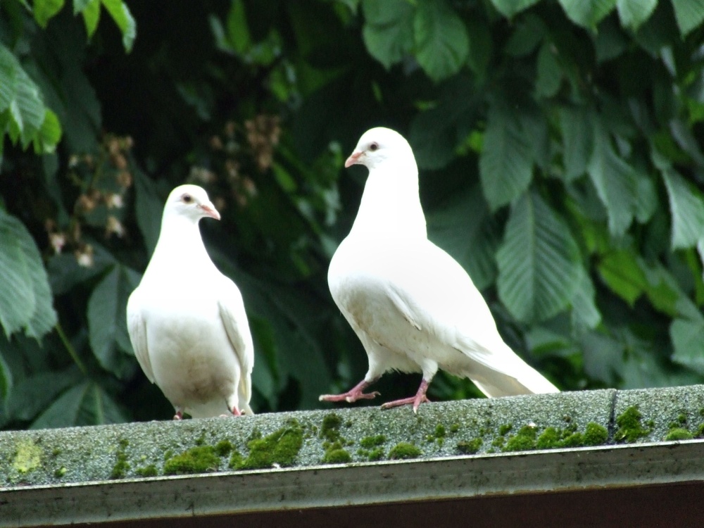 Pair of white doves