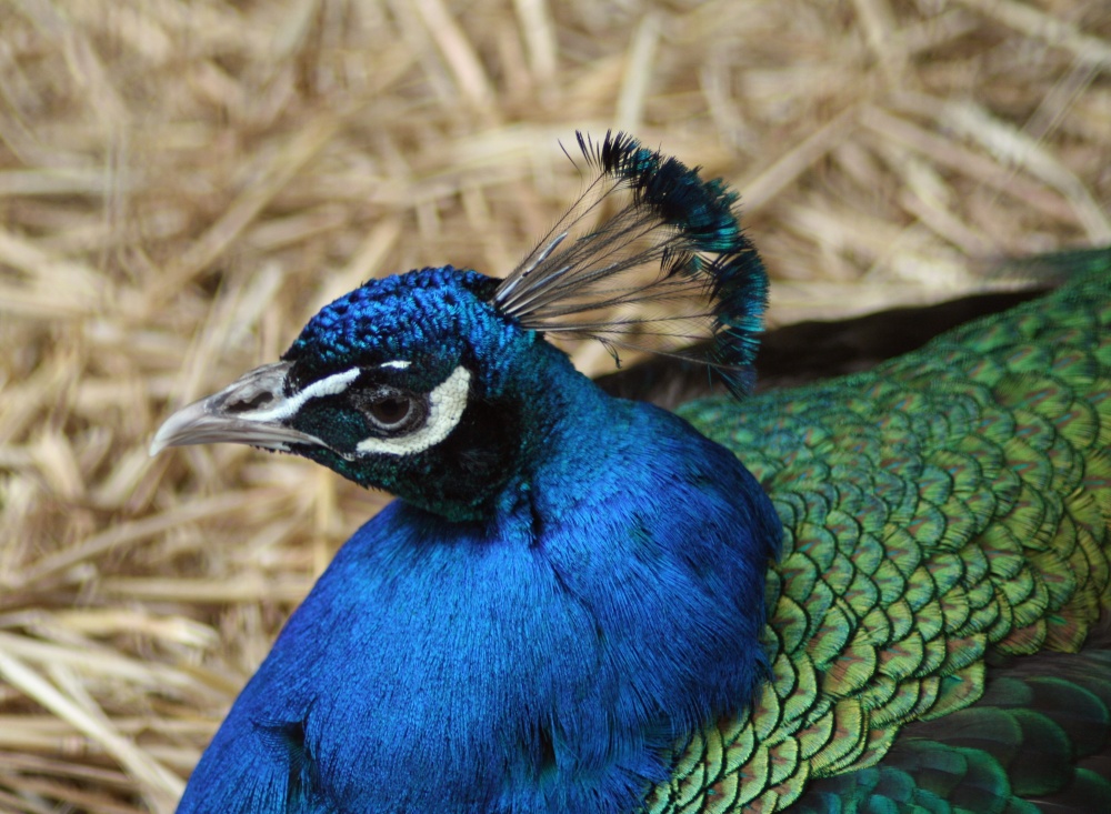 Peacock in Saltwell Park