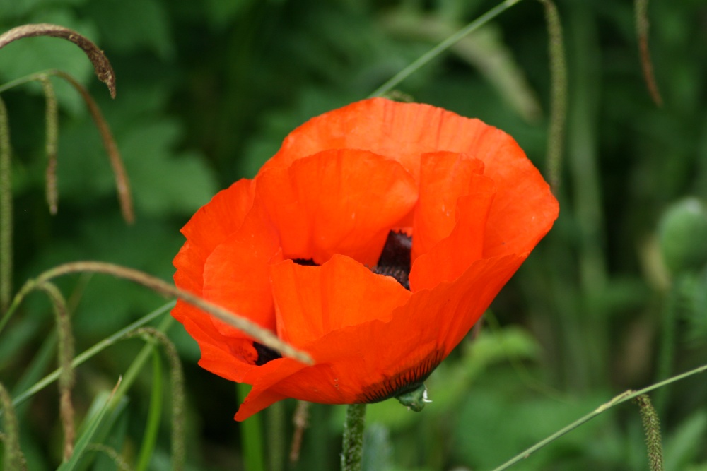 Poppies in Saltwell Park