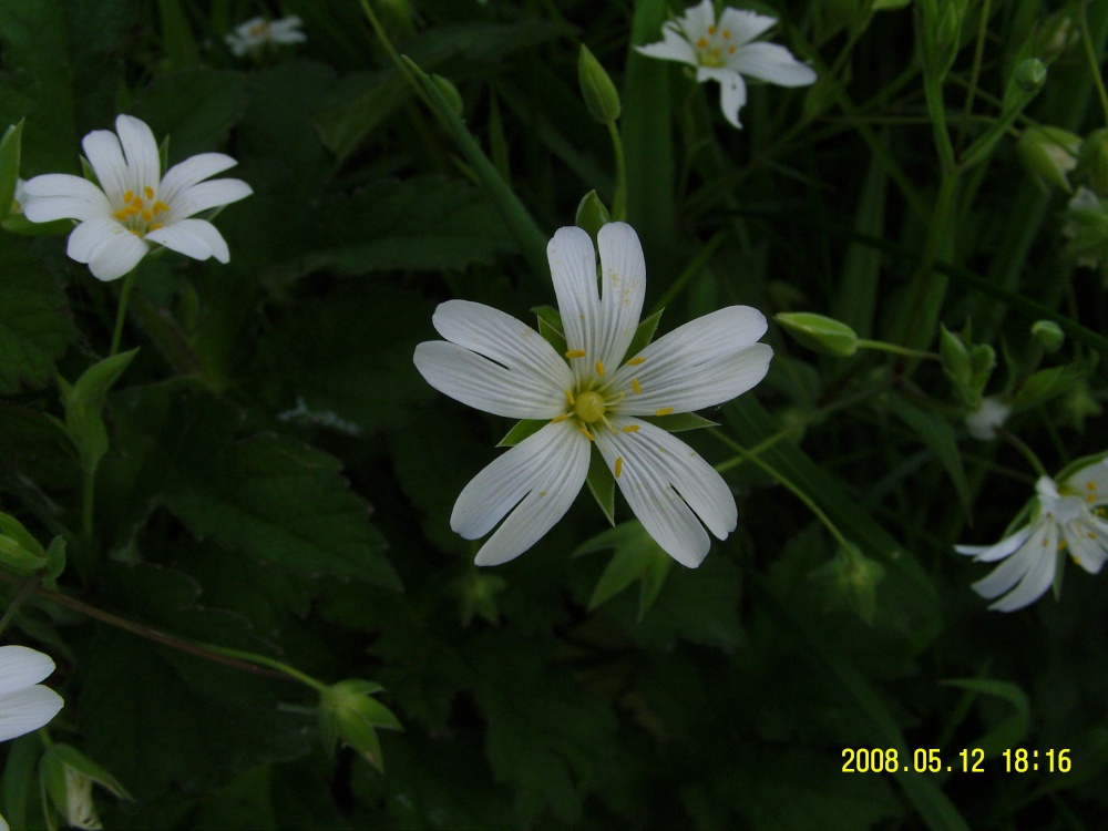 Wild flower