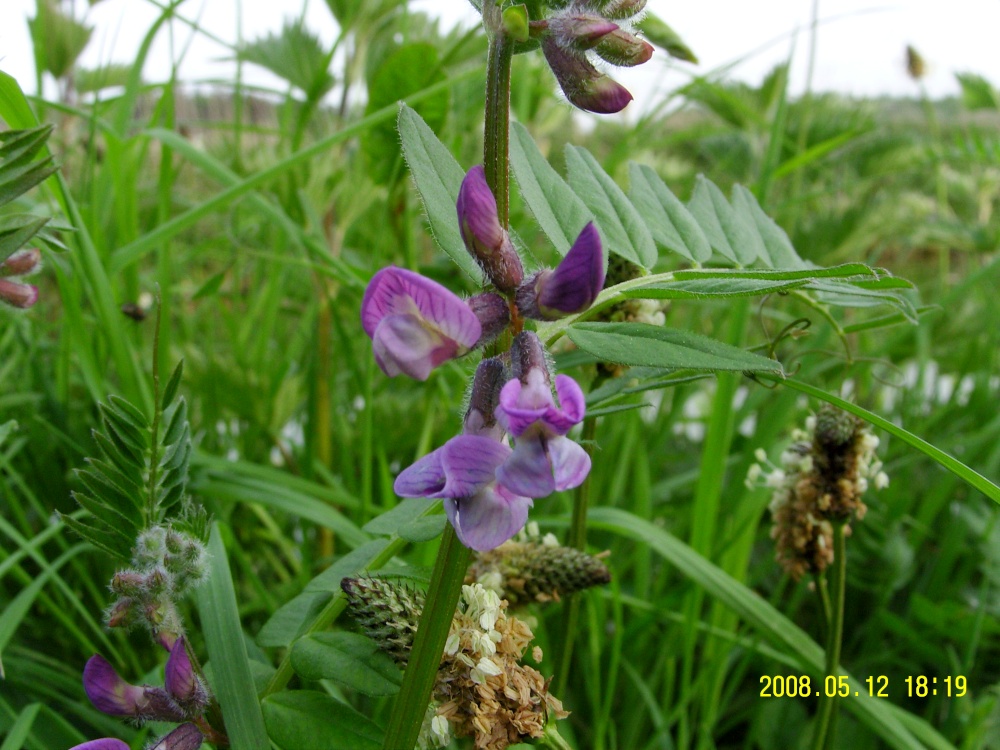 Wild flower