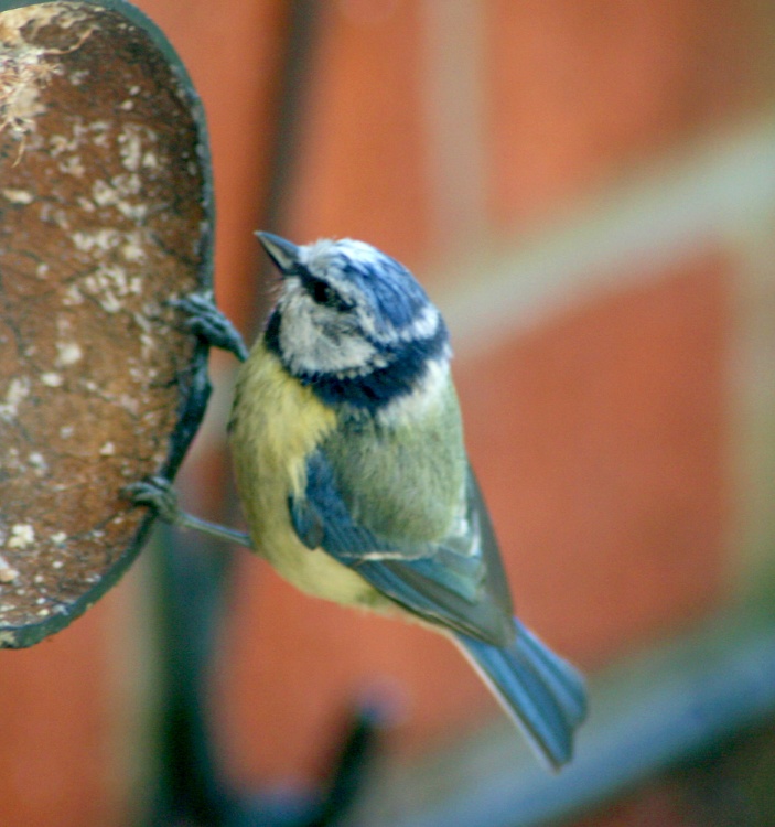 Blue Tit.