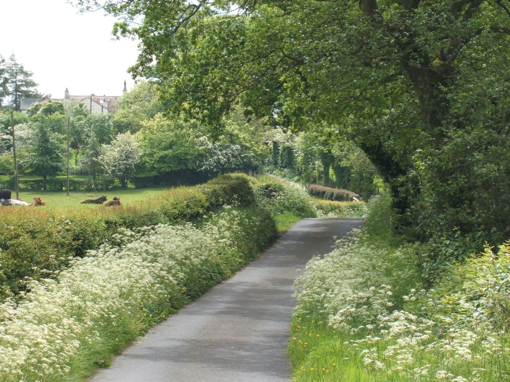 Lane full of Cow Parsley