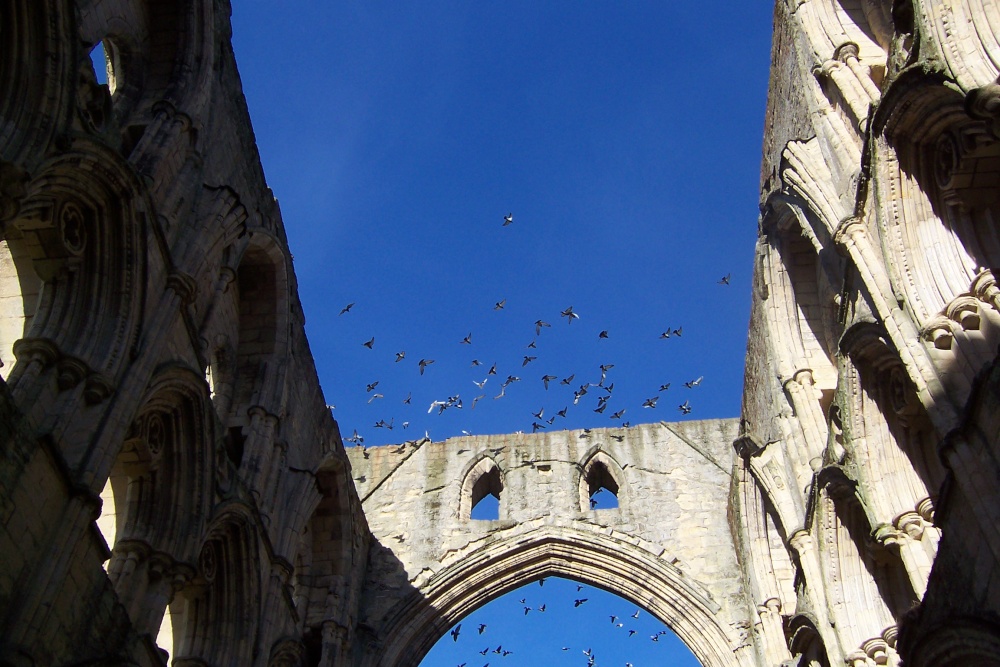 Pigeons at Rievaulx