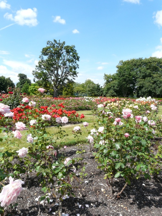 Rose Garden