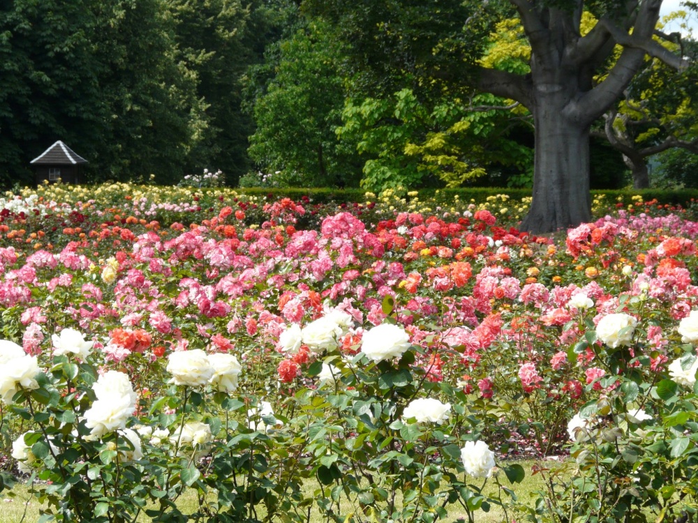 Rose Garden