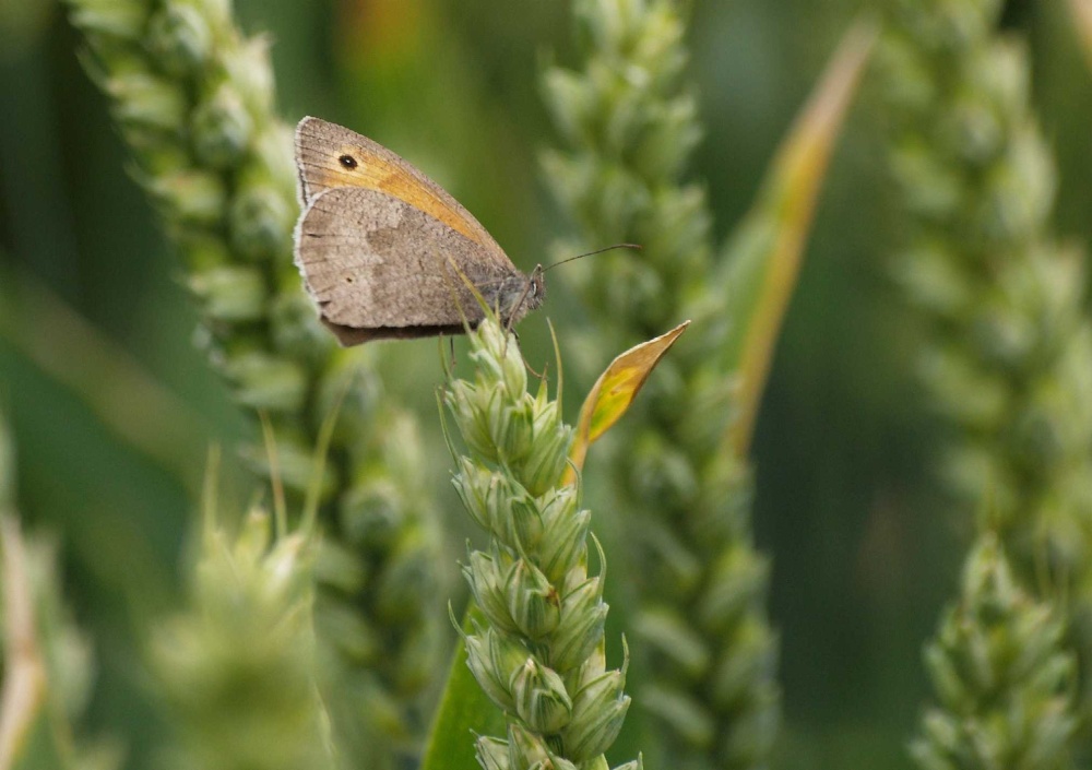 Meadow Brown butterfly, Jubilee Way, Bernwood forest, Botolph Claydon, Bucks.