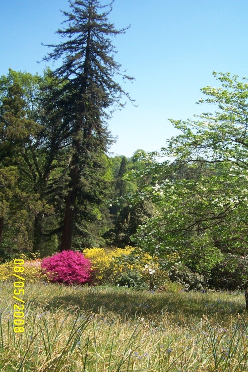 Leonardslee - the wild flower terrace