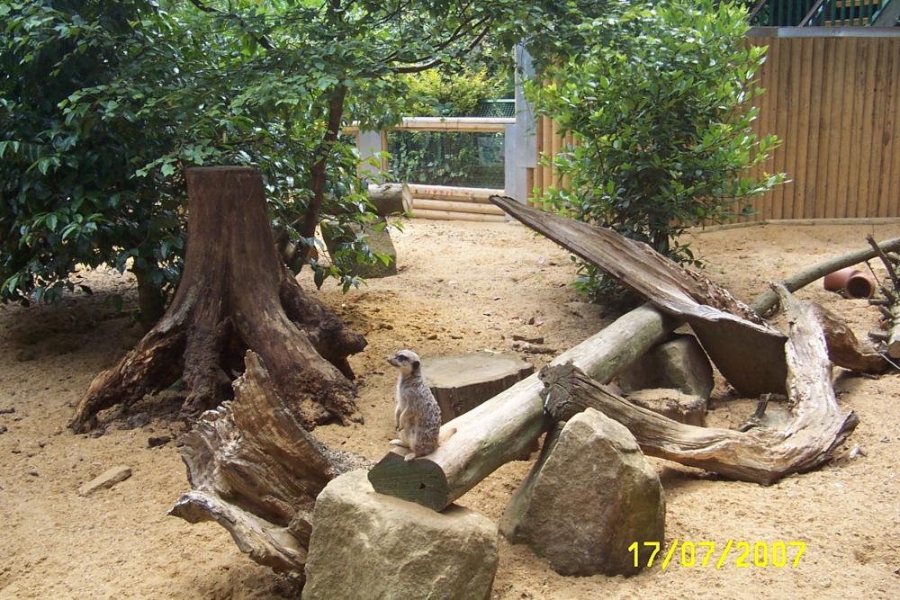Meerkat at Paradise Park