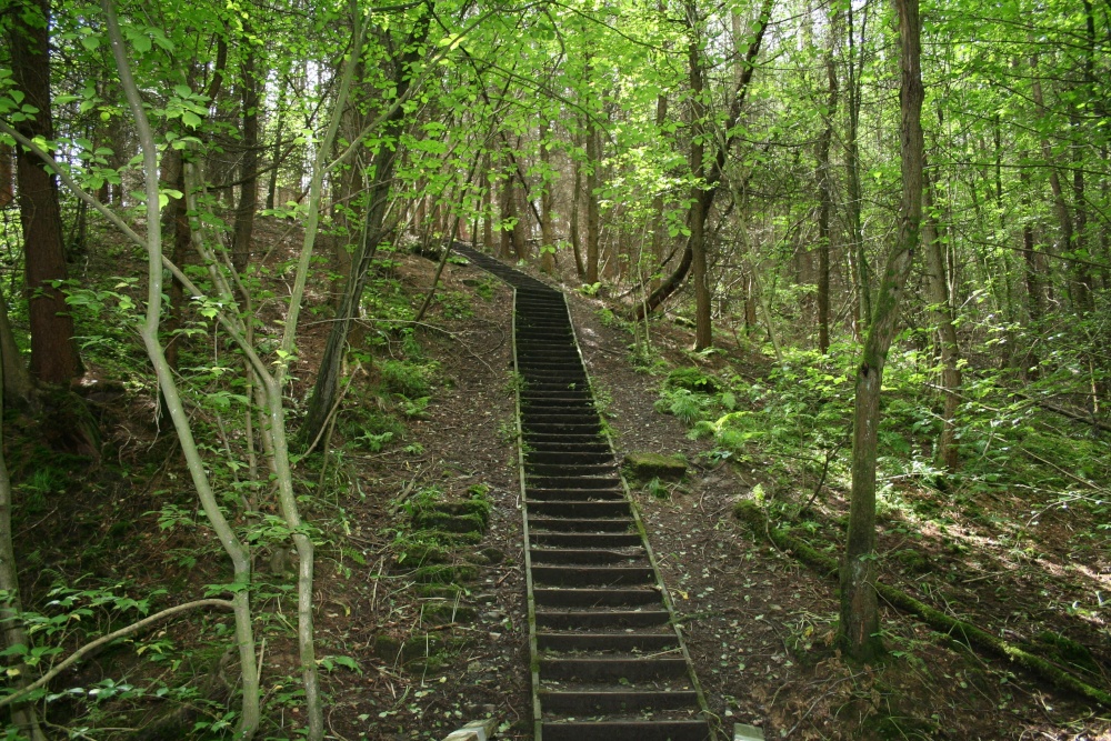 Steps through wood