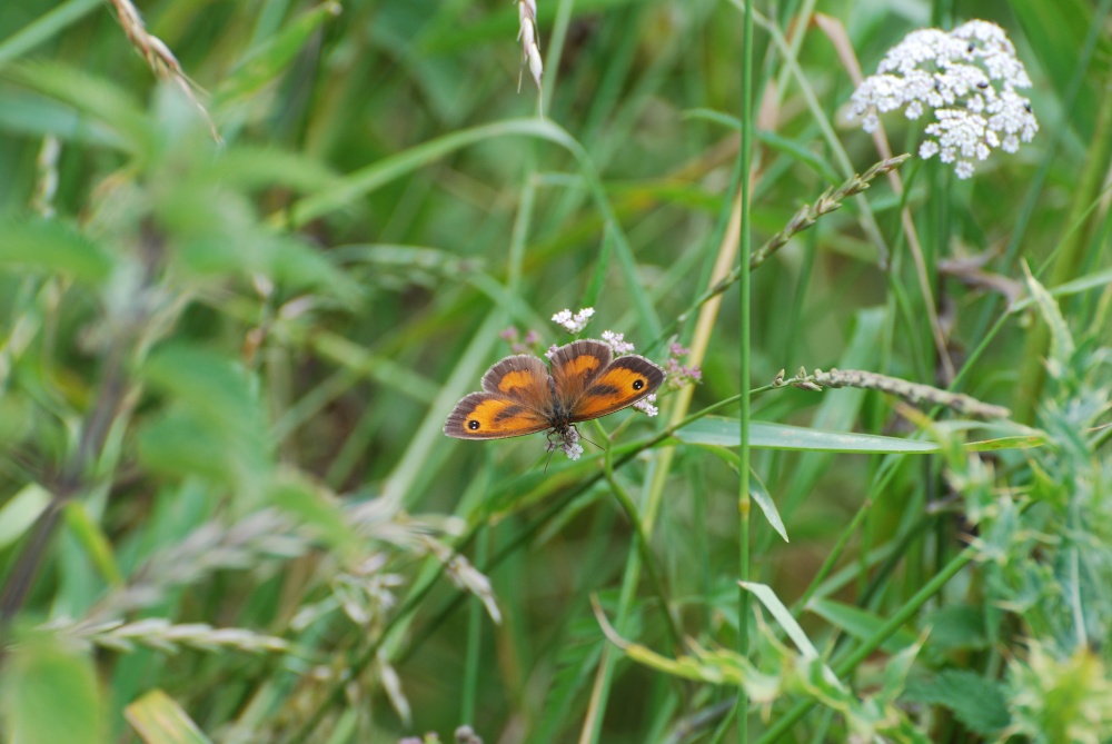Photograph of Gatekeeper butterfly
