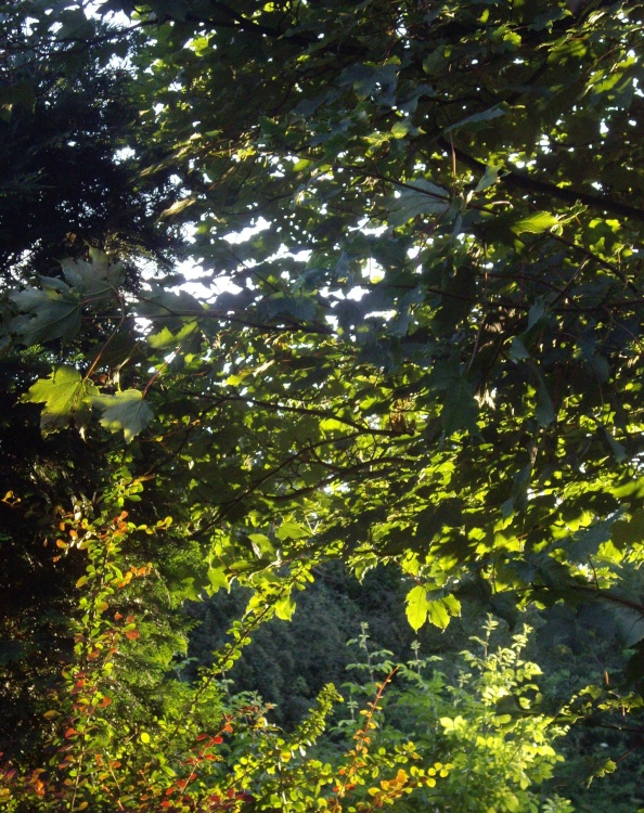 Over my fence early in the morning