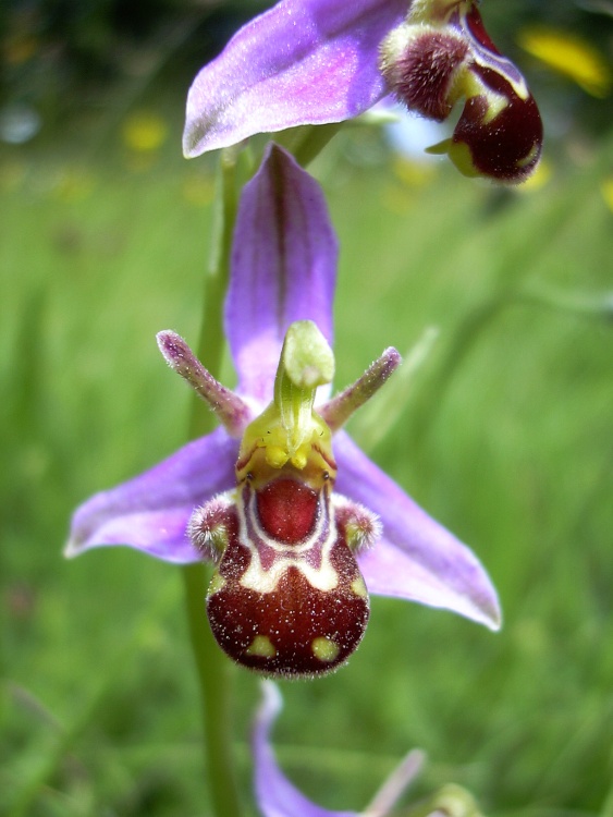 Bee orchid in the wildflower garden