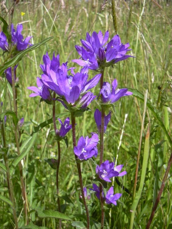 Bellflower in the wildflower garden