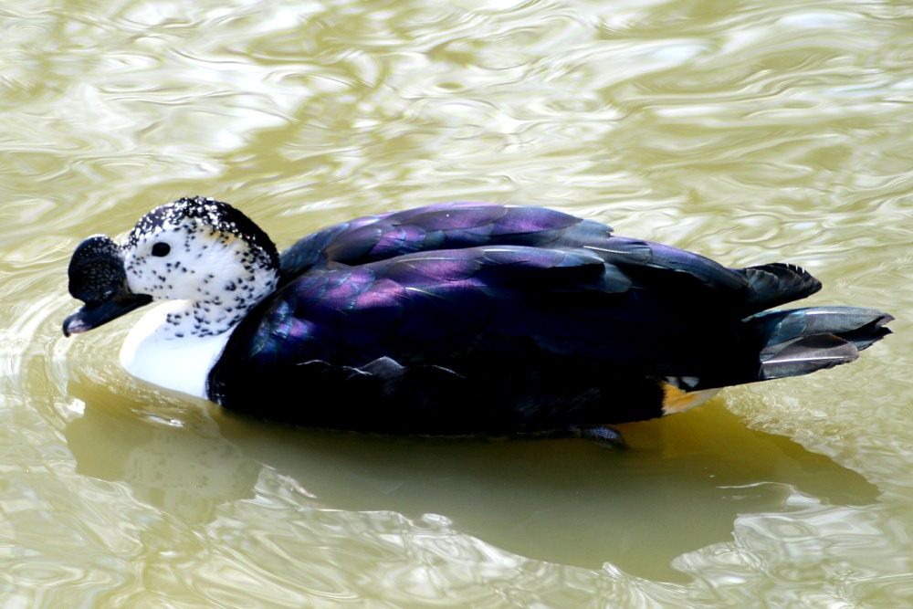 South American Comb Duck