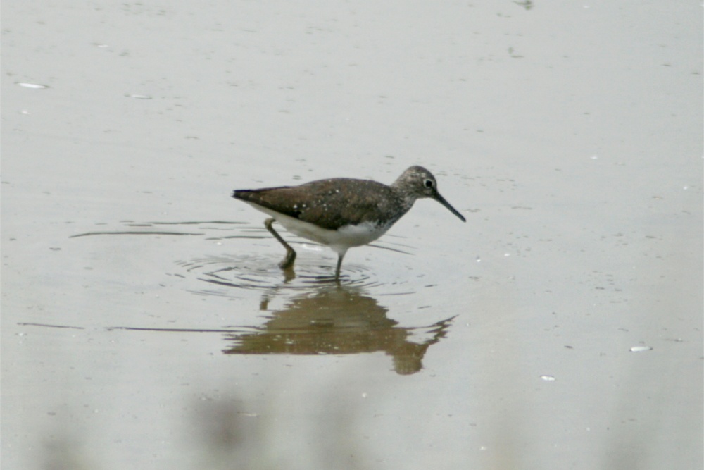 Green Sandpiper