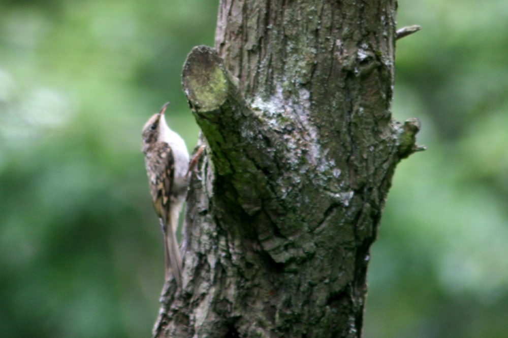 Tree Creeper