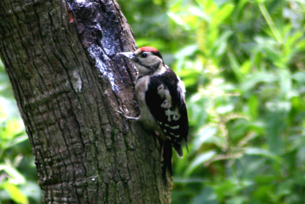 Juvenile Great Spotted Woodpecker