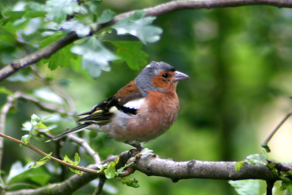 Male Chaffinch.